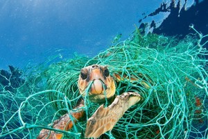 塑料垃圾污染嚴重危害到海洋生態系統。