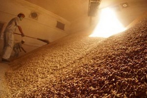 稻穀堆滿糧倉。（示意圖源：互聯網）