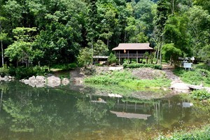 大樹林裡的高腳屋。