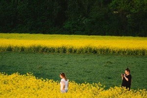 當地時間4月16日，德國科隆油菜花盛開，黃色的花田與翠綠的植物相間。（圖源：互聯網）