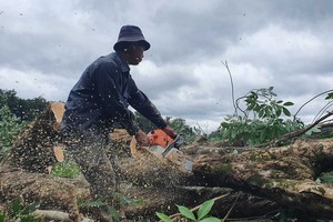 工人砍伐橡膠樹以將場地移交給施工隆城機場項目第一階段的單位。