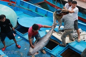 漁船靠岸後，漁民對捕撈到的鮪魚進行分類。（圖源：越通社）