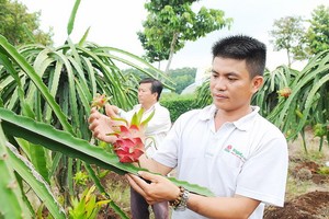 在古芝縣種植紅肉火龍果。