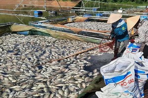 范文孟養魚戶的多個養魚網箱的死魚屍浮滿水面。（圖源：俊明）