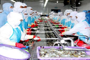 圖為黑虎蝦粗加工工段。（圖源：田升）