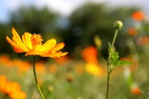 （示意圖源：互聯網） 