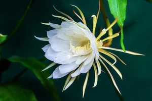 （示意圖源：互聯網） 