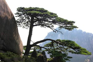 （示意圖源：互聯網） 