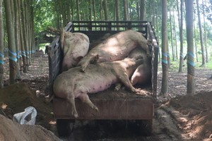 職能力量將感染非洲豬瘟死亡的豬隻進行銷毀。（圖源：黃甲）