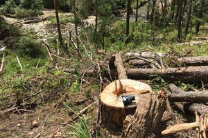 剛被砍伐沒多久的一棵大松樹。（圖源：TTO）