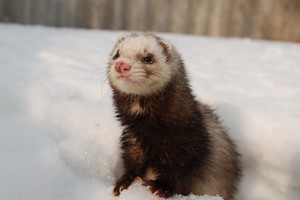 11月13日，希臘農業部發表聲明稱，在希臘北部兩個養殖場的水貂中檢測出新冠病毒，但尚未發現毒株變異。（圖源：互聯網）