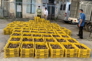 職能力量截查並扣留無單據的雛雞。（圖源：市場管理總局） 