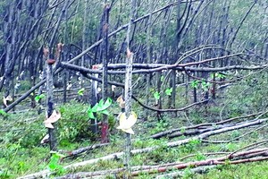 遭颱風刮倒的金合歡及橡膠樹。（圖源：VOV）