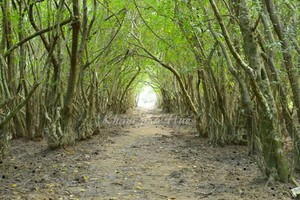 順化市的茹查樹林