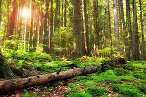 （示意圖源：互聯網） 