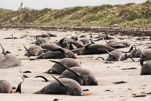 紐西蘭沙灘發生大規模鯨豚擱淺死亡的事件。（圖源：路透社）