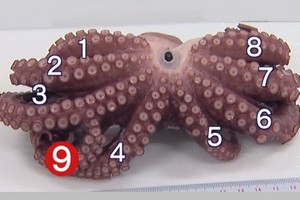 九爪章魚在第3隻腳中間分岔長出另1隻較小的腳。（圖源：互聯網）