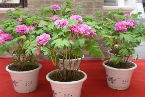 （示意圖源：互聯網） 