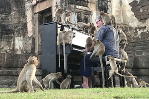 這場特殊的音樂會旨在引起人們對這群饑餓的猴子的重視。（圖源：路透社）