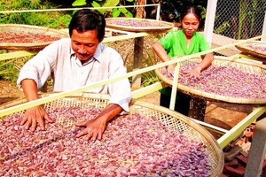 檳椥省種植可可樹為出口活動服務。