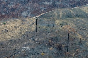 巴西官方數據顯示，亞馬遜森林砍伐面積創下12年新高。 （圖源：綠色和平）