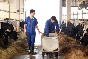 奶牛養殖場一瞥。（圖源：G. Nam）