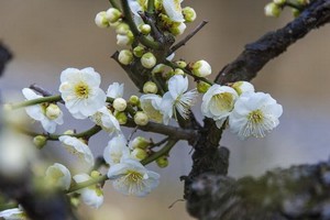 （示意圖源：互聯網） 