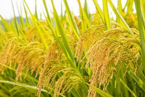 稻浪翻滾憶流年