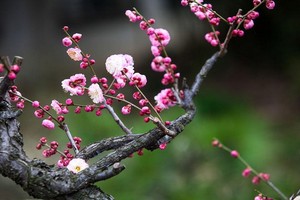 （示意圖源：互聯網） 