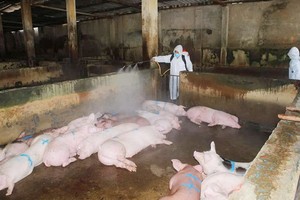 獸醫人員獸醫防疫人員在某養豬場進行噴灑消毒。（圖源：黃福）