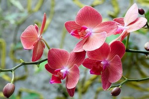 （示意圖源：互聯網） 