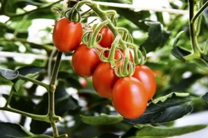 基因編輯番茄含更多降血壓成分。（示意圖源：互聯網）