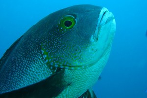 81歲的斑點笛鯛成為全球最老的珊瑚礁魚。（圖源：澳大利亞海洋學研究所）