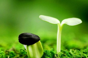 （示意圖源：互聯網） 