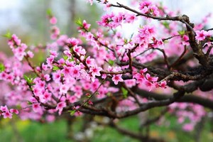 （示意圖源：互聯網） 