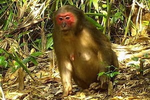 紅臉猴。（圖源：互聯網）