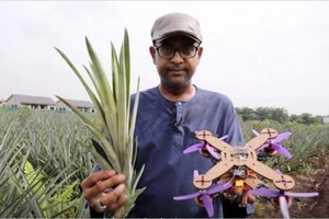 馬來西亞的研究人員成功研發出利用菠蘿葉纖維製造無人機框架的方法。（圖源：互聯網）