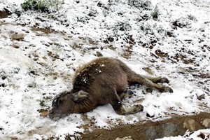 沙巴山區上的一頭牛犢被凍死在嚴寒雪花飄落中。（圖源：瓊莊）
