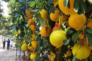 琳瑯滿目的黃柚子盆景。（圖源：N.Trí）