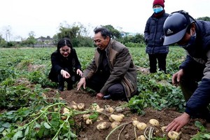果實碩大的荷蘭Actrice馬鈴薯品種達一等品級別。（圖源：黎富）
