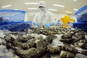 政府採取同步措施使增長達 6%至6.5%。圖為出口黑虎蝦粗加工工段。（圖源：秋莊）