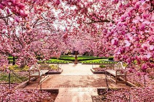 一路繁花盛開，令人讚歎的櫻花。