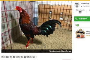 網售鬥雞的廣告。