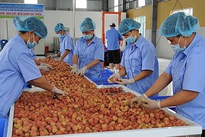 圖為荔枝粗加工工段。