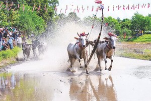 賽牛活動。（陳光明　攝）