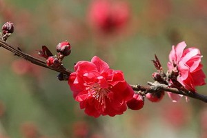 （示意圖源：互聯網） 