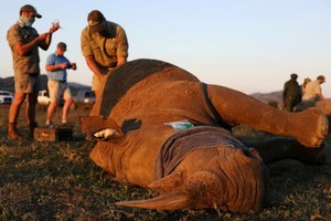 南非環境、林業與漁業部最新數據顯示，去年全國共有394頭犀牛慘遭盜獵者竊取犀牛角而死亡，但已比前年的594頭減少33%，是連續第6年犀牛盜獵活動呈現下降趨勢。圖為獸醫去年5月在該國西北省匹蘭斯堡國家公園照顧一頭犀牛，以免它遭受偷獵犀牛角。 （圖源：路透社）