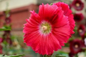 捎來一束迎春花