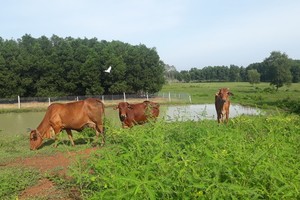 人們在草原上放牛，黃牛主要是供食用。