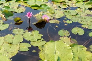 紅蓮綠翠（亦凡攝）